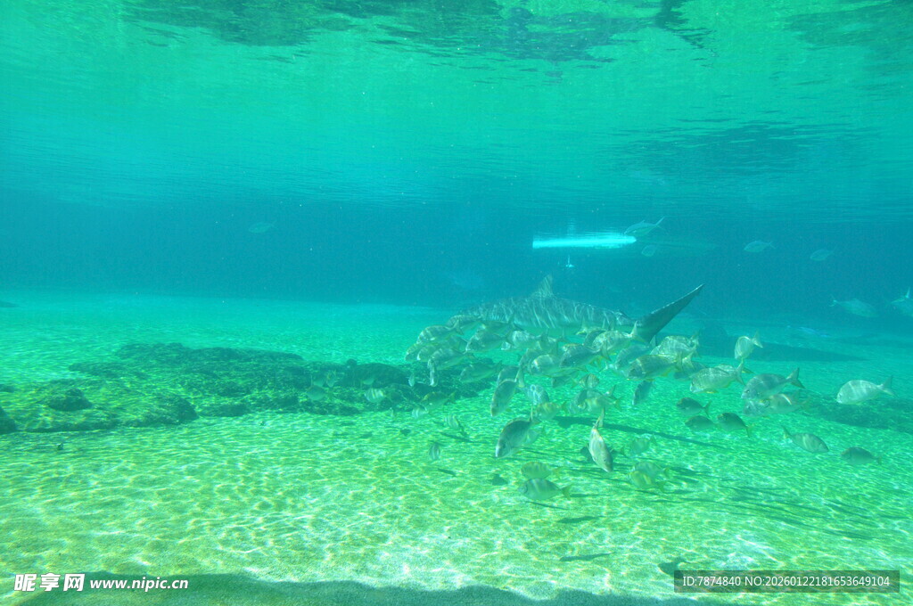 海底景象 群鱼游弋