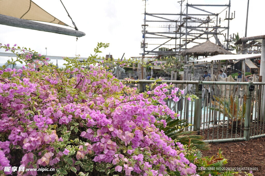 繁花绽放的户外施工场景