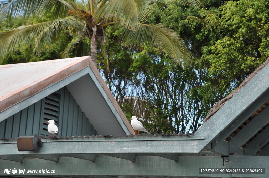 热带风情屋顶与绿植景观