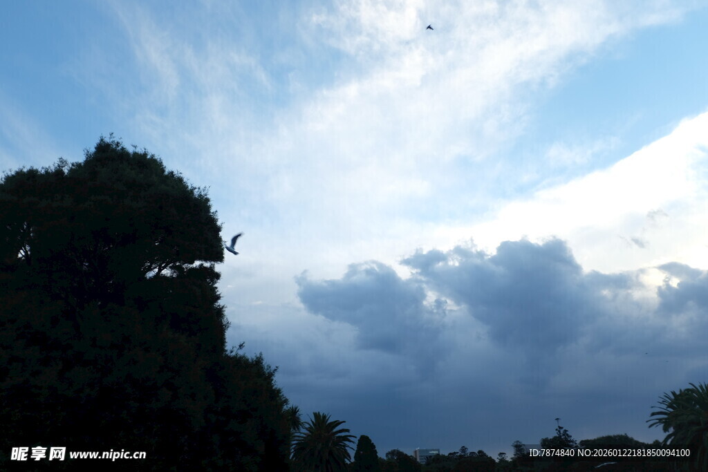 天空下的树木与云朵