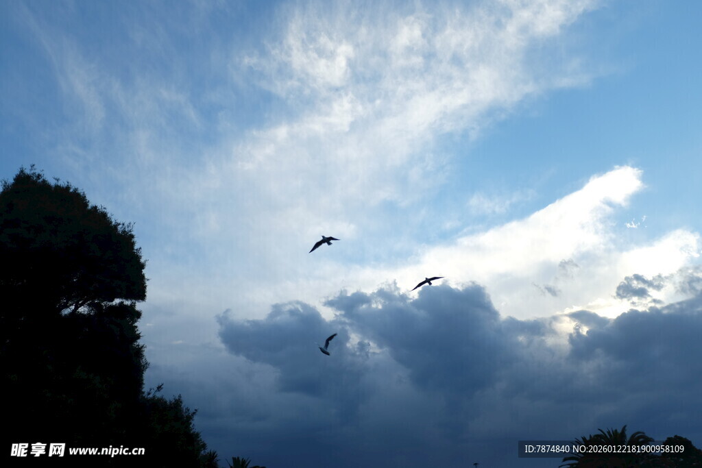 天空飞鸟与云朵美景