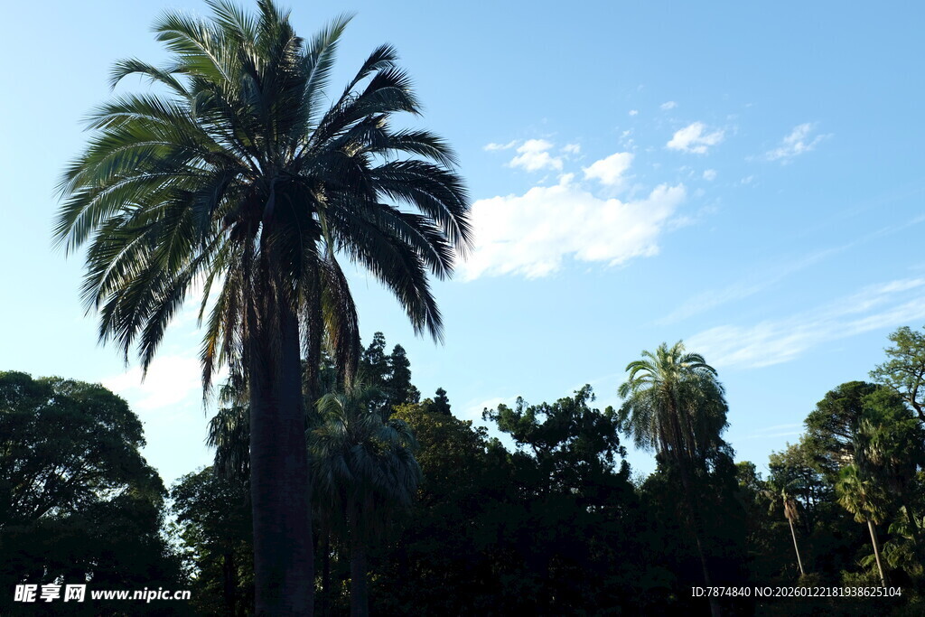 蓝天映衬下的高大棕榈树