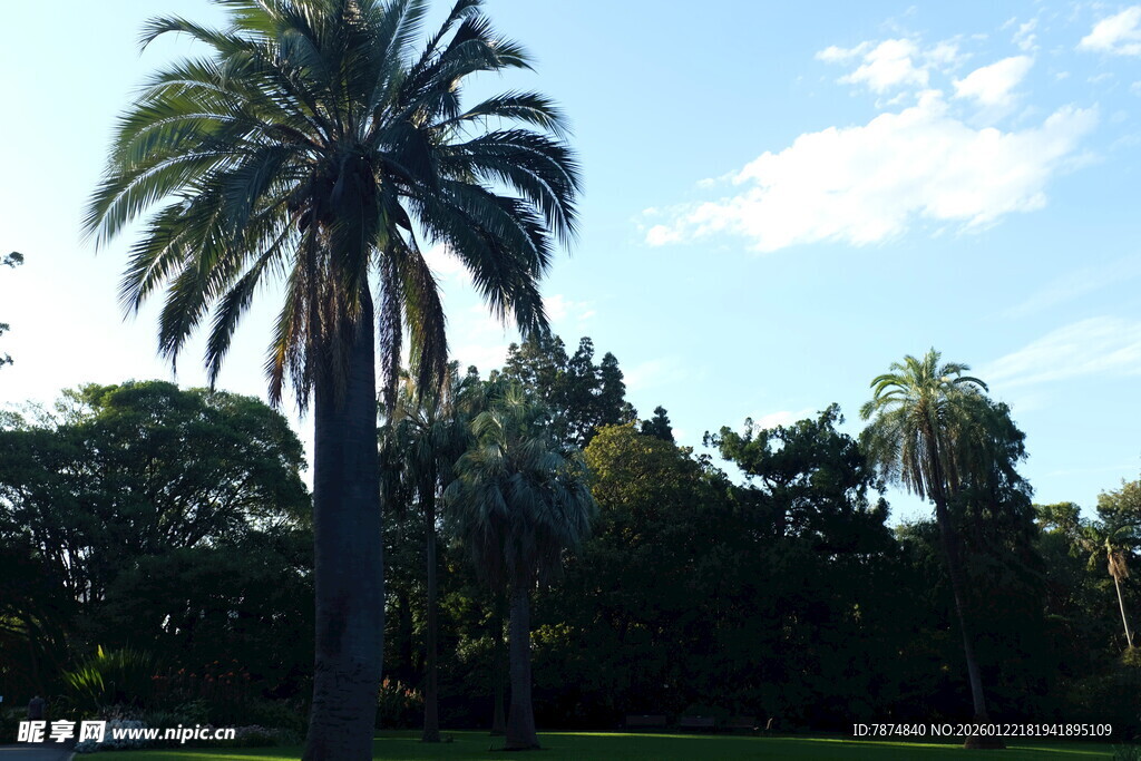 阳光下的挺拔棕榈树