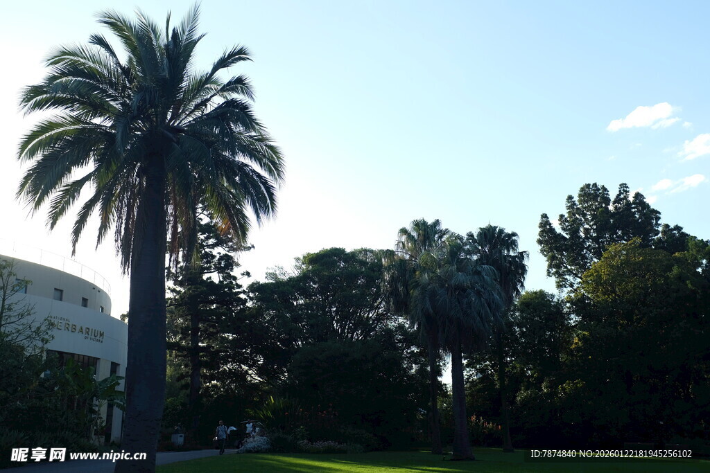 阳光下的高大棕榈树景观