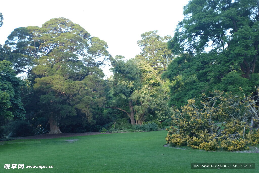 绿意盎然的林间草地