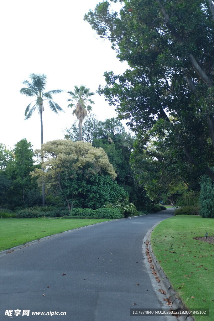 蜿蜒林间路 绿意盎然