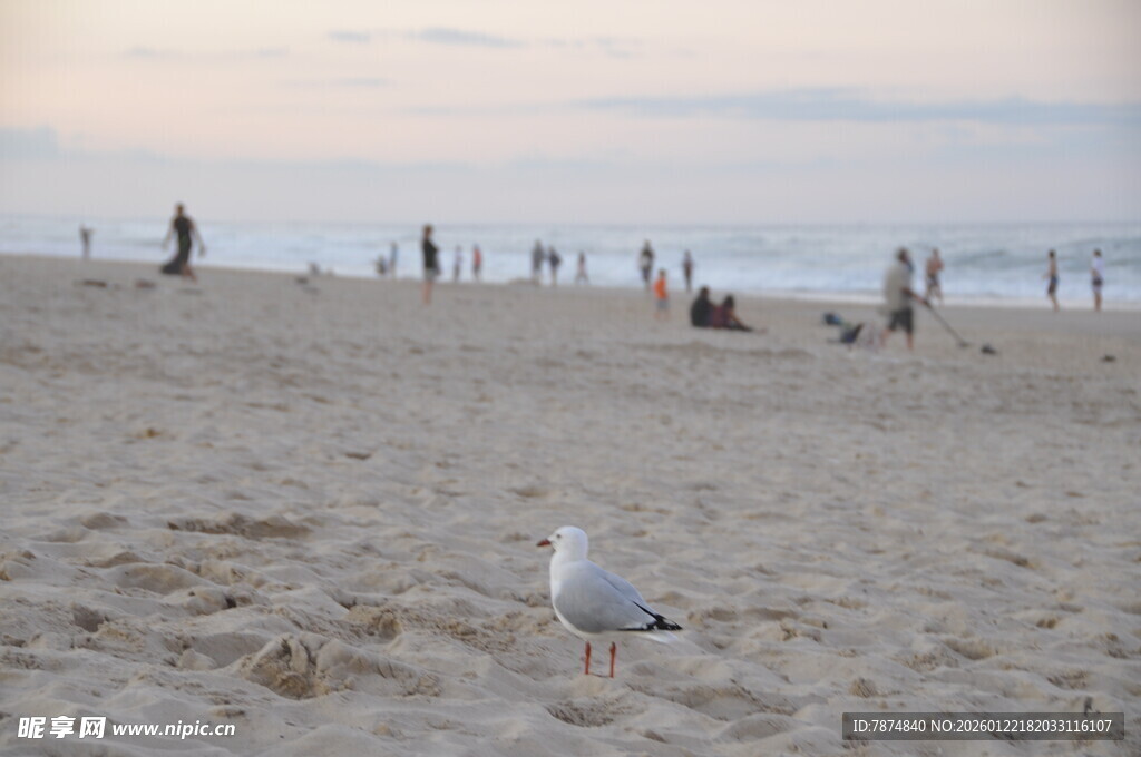 沙滩海鸥与远处的人群