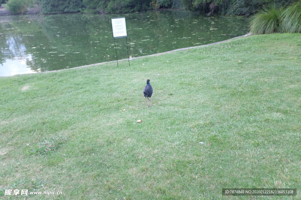 草地上的黑色小鸟