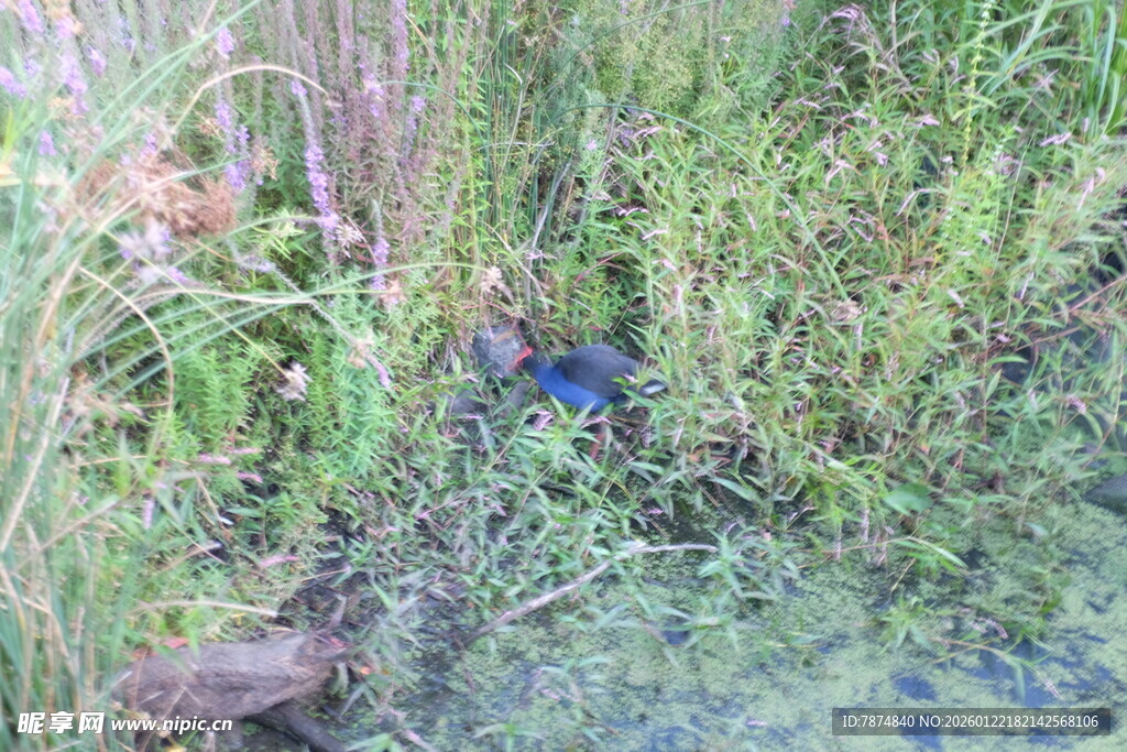 草丛中的蓝色小鸟