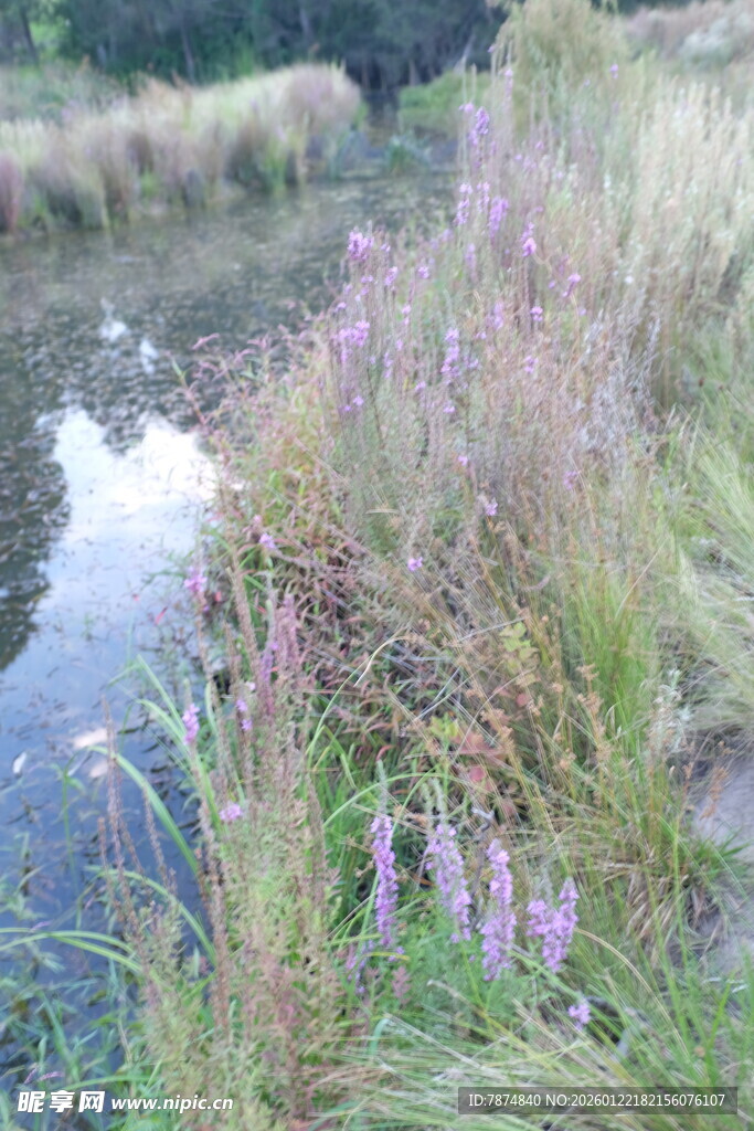 溪边紫色野花与茂盛草木