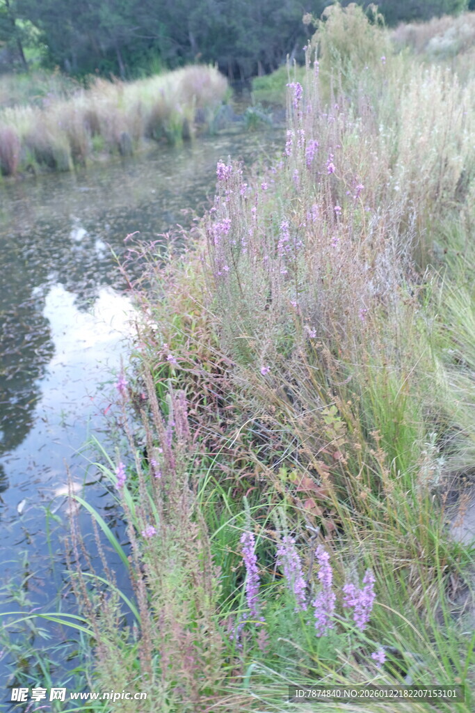 溪边繁茂野草与紫色小花