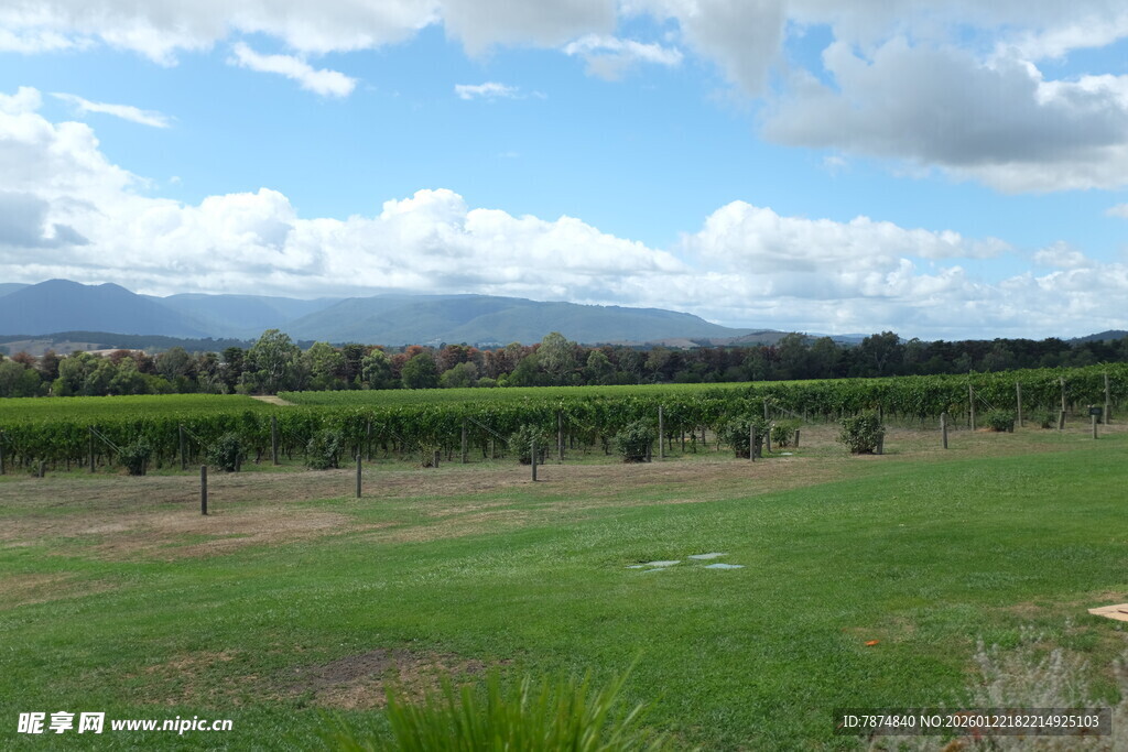 田园风光 绿意盎然的田野