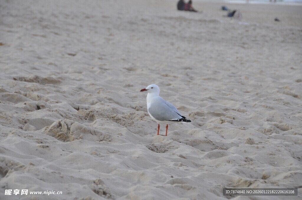 沙滩上的孤单海鸥