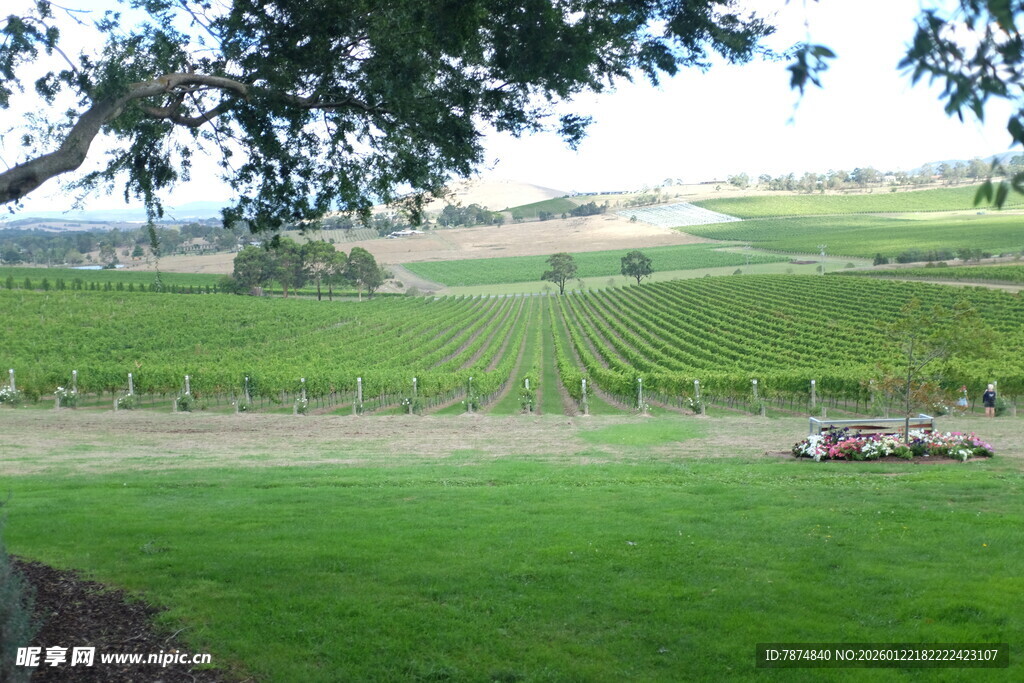 田园风光中的翠绿葡萄园