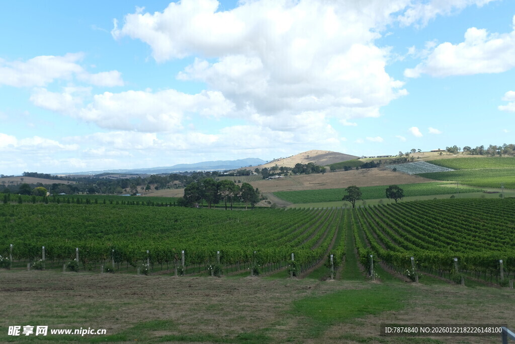 田园风光中的大片葡萄园