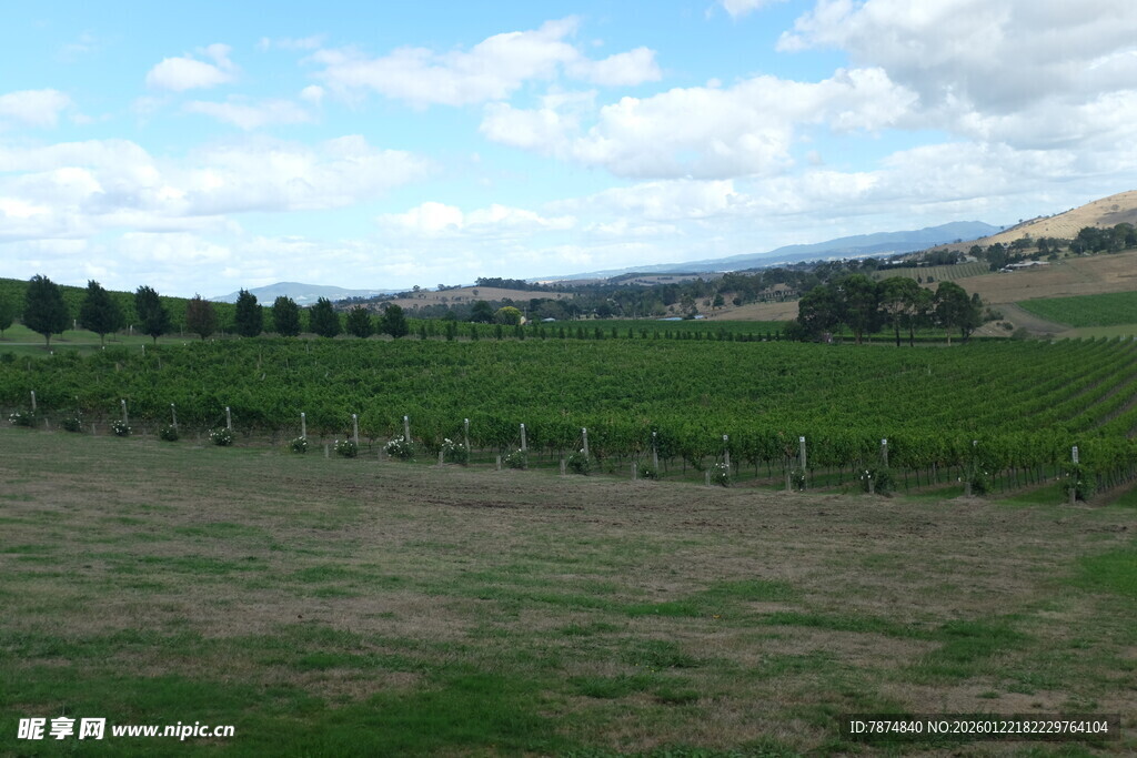 田园风光中的开阔农田