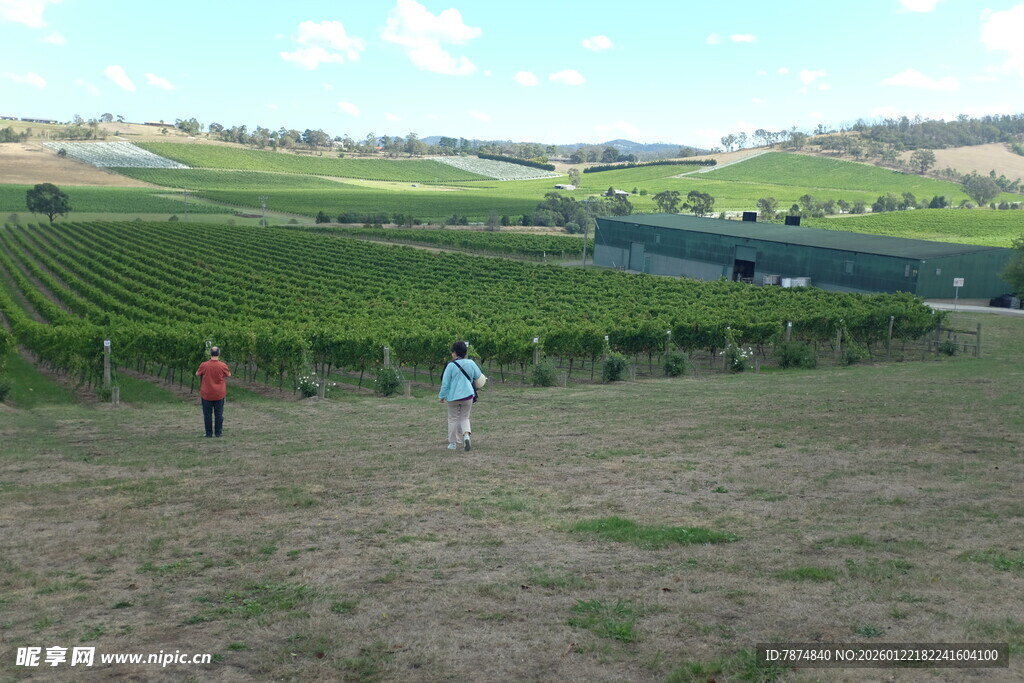 葡萄园中的劳作场景