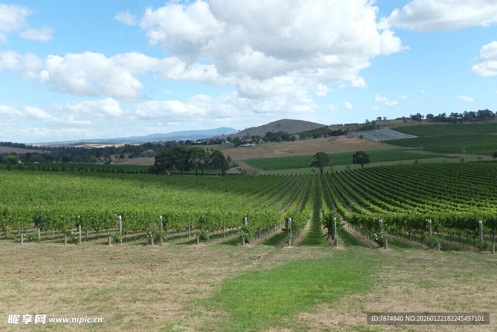 田园风光中的翠绿葡萄园