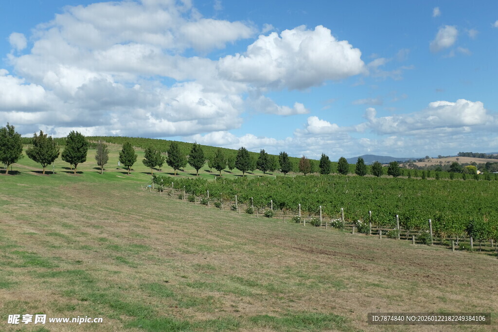 田园风光中的整齐葡萄园