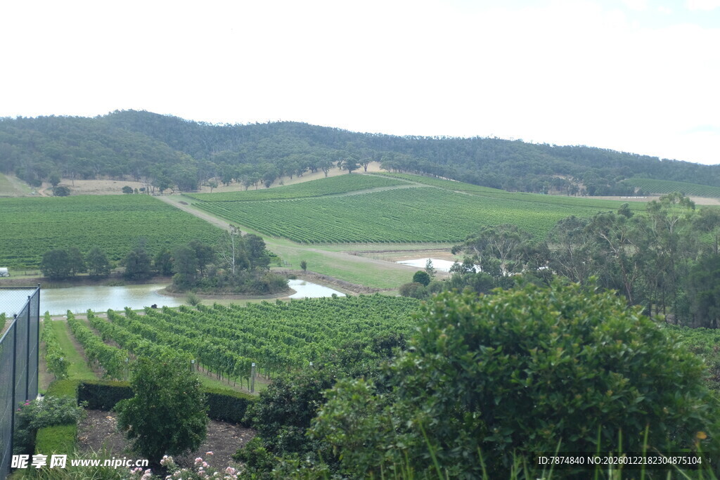 田园风光中的葱郁葡萄园