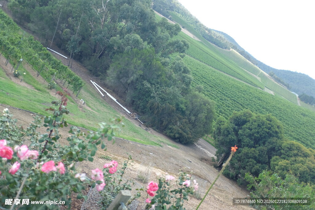 山间烂漫花丛与葱郁景色