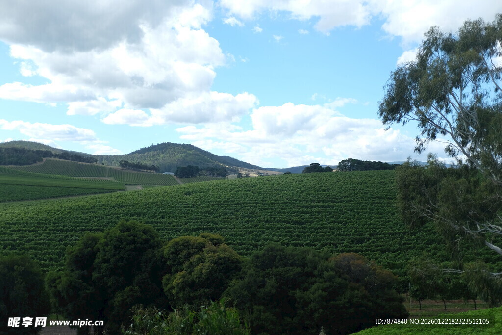 绿意盎然的田园风光