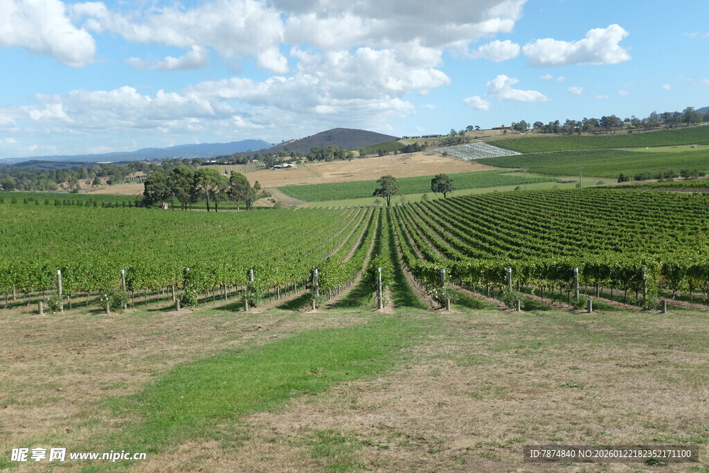 广阔田园葡萄园美景
