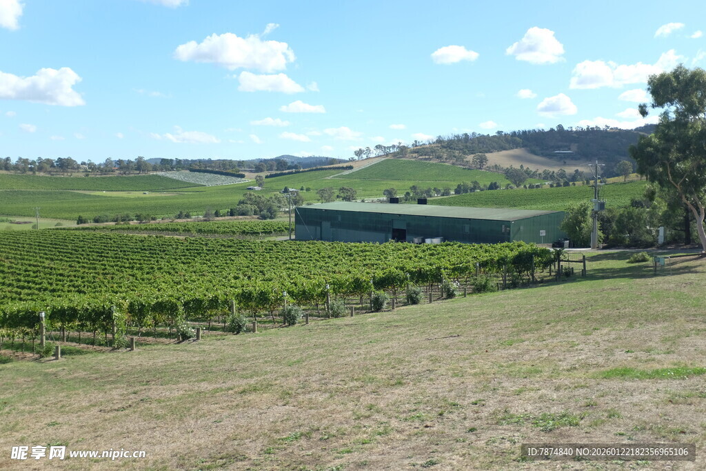 田园风光中的葡萄园美景