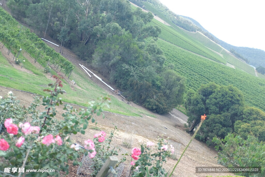 山间烂漫花丛与翠绿山坡