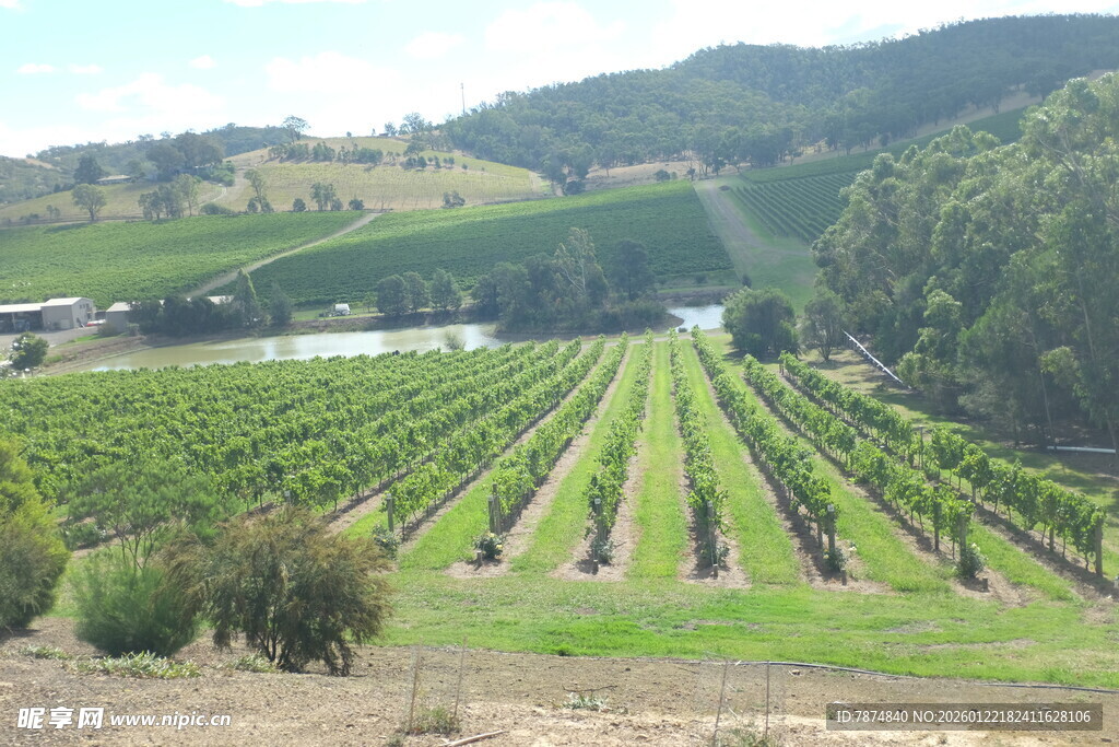 田园风光中的整齐葡萄园