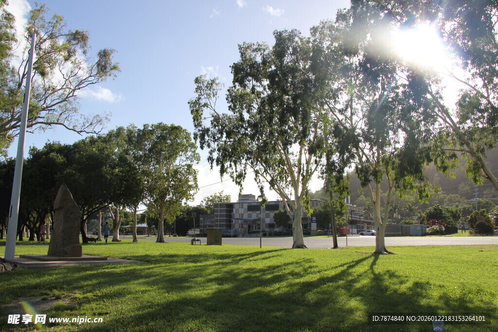 阳光草地树木的校园景致