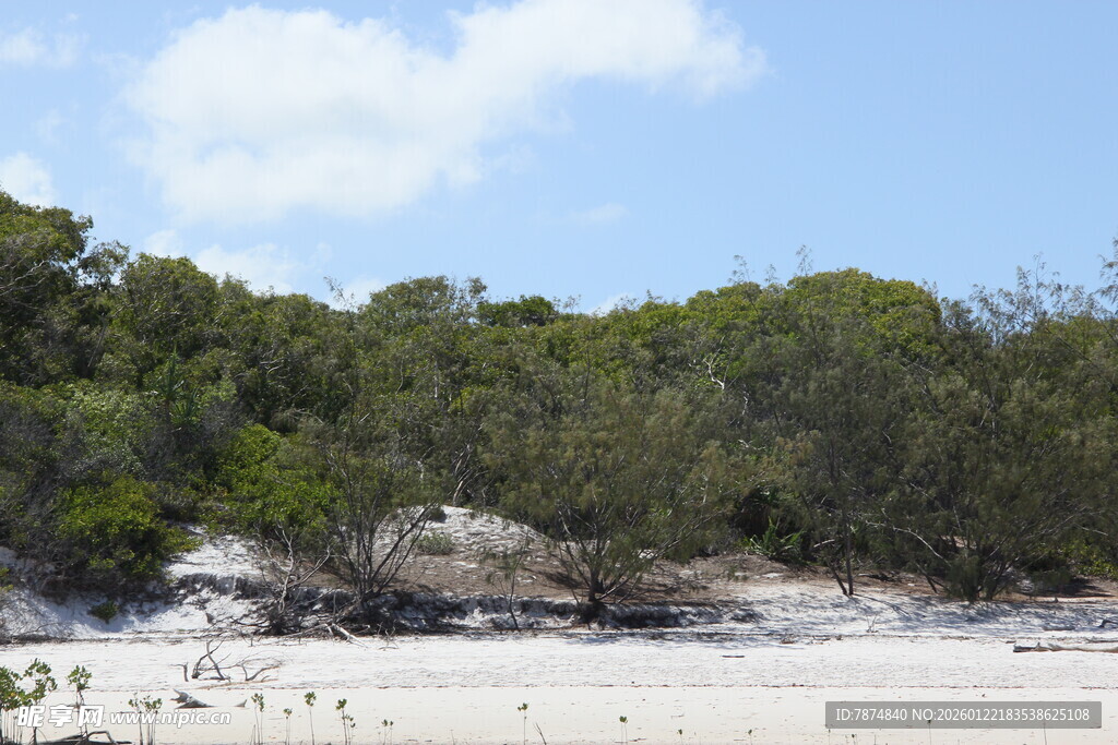 沙滩边的葱郁树林