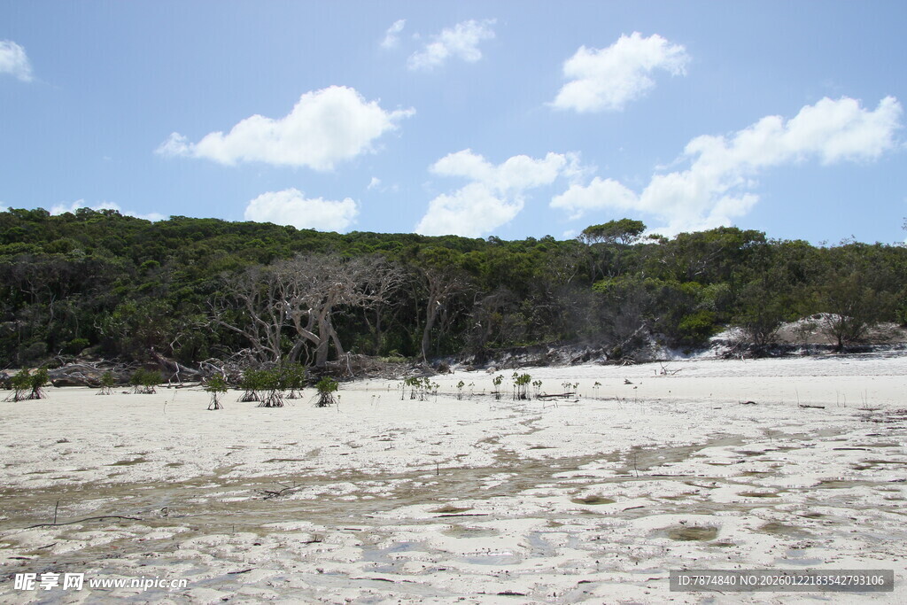 沙滩与绿树的自然景致