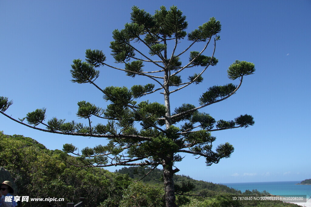 海边挺拔松树与蓝天美景