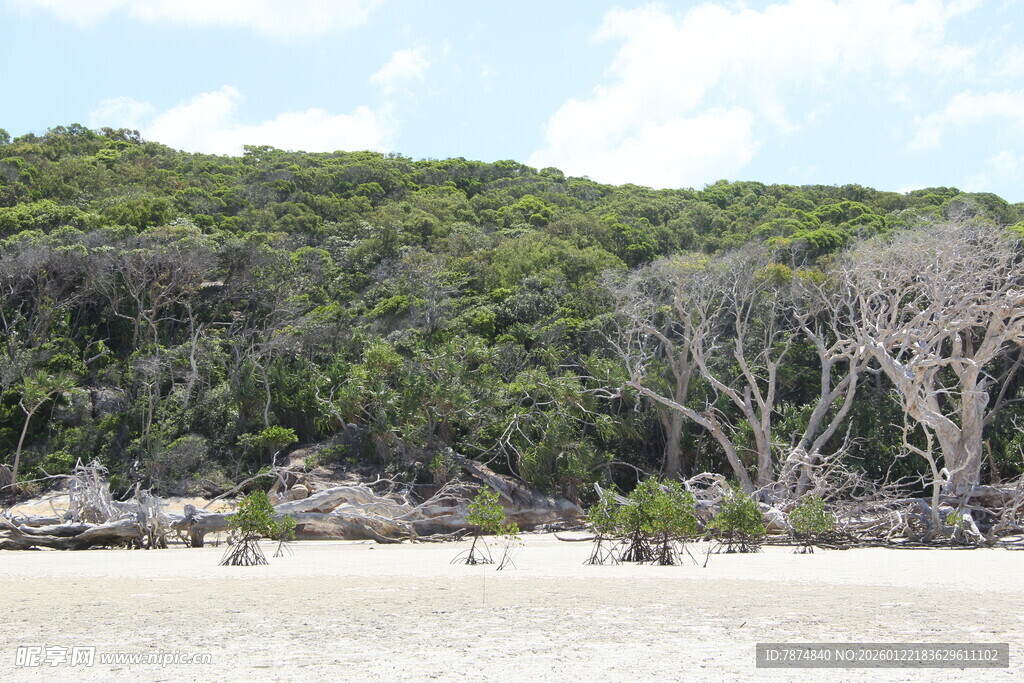 海岸边郁郁葱葱的植被景观