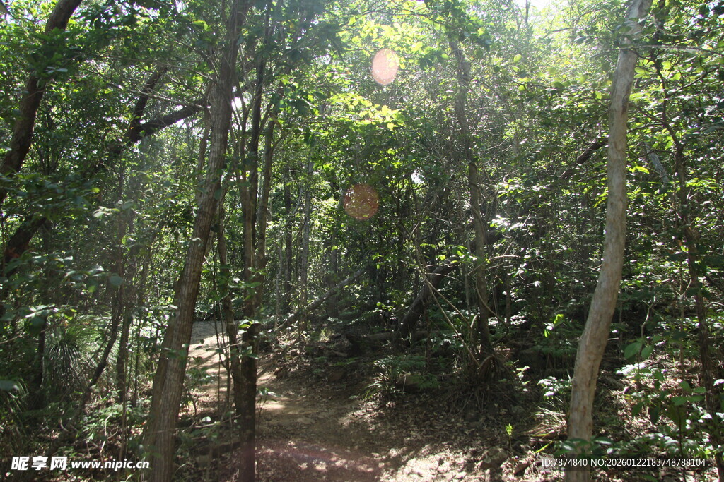 阳光照耀下的茂密森林小径