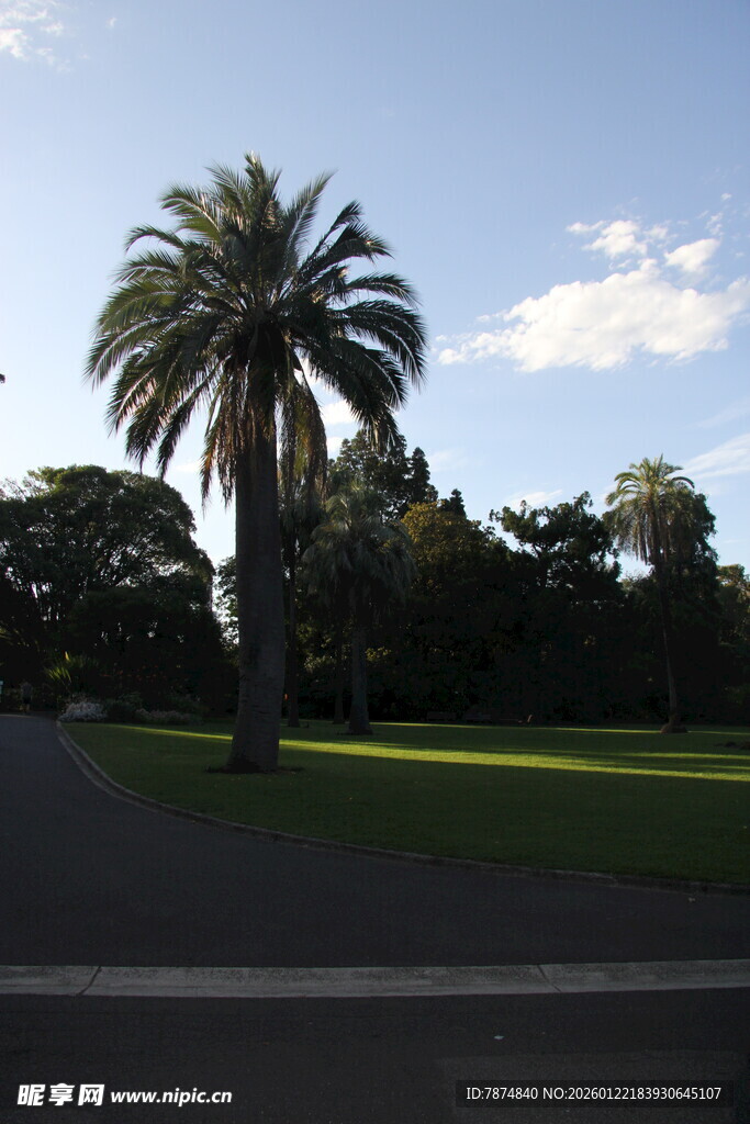 道路旁的高大棕榈树