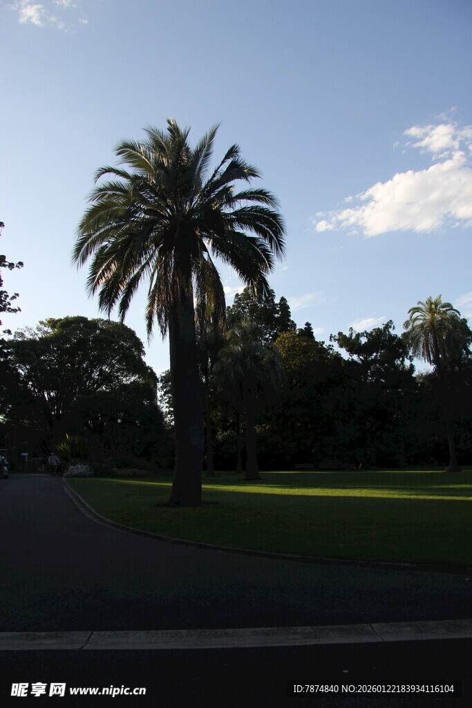 阳光下的棕榈树与绿地