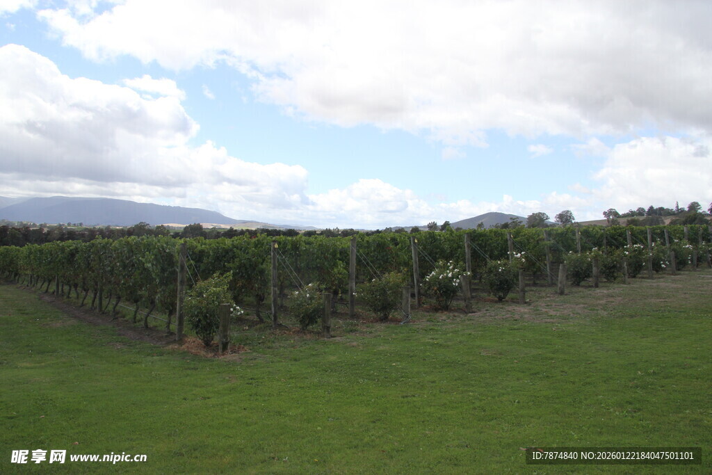 广阔果园绿意盎然