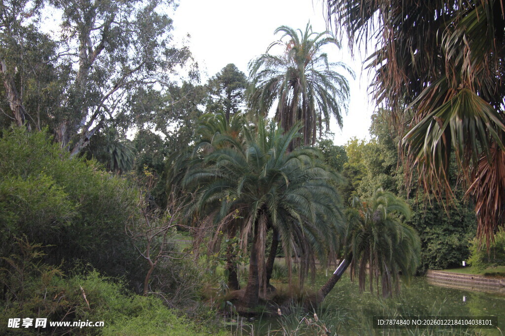 热带丛林中的多样绿植景观