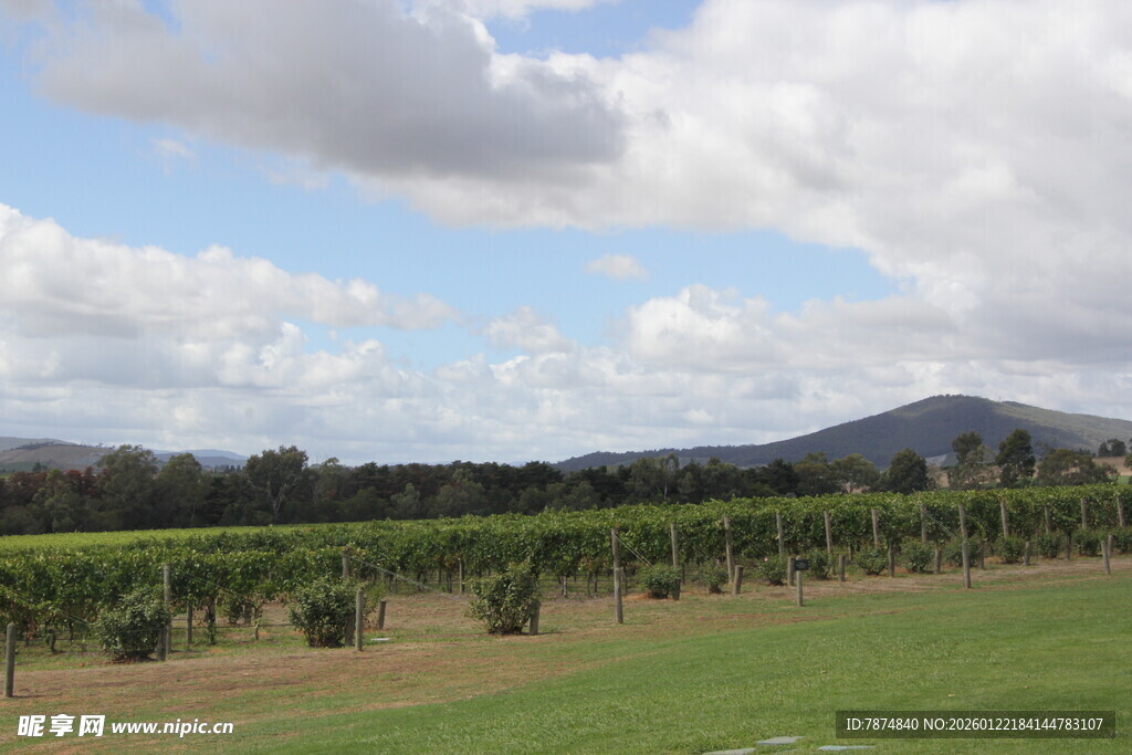 田园风光中的葡萄种植园