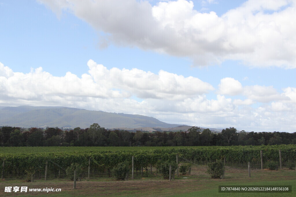 田园风光中的葡萄种植园