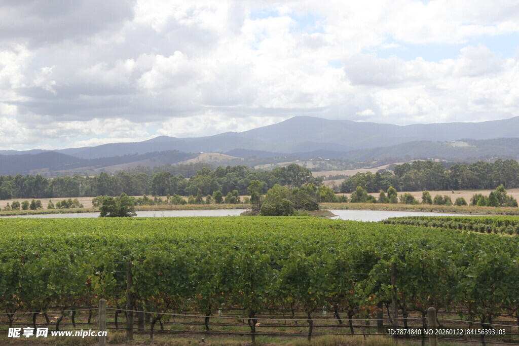 田园风光中的葡萄园美景