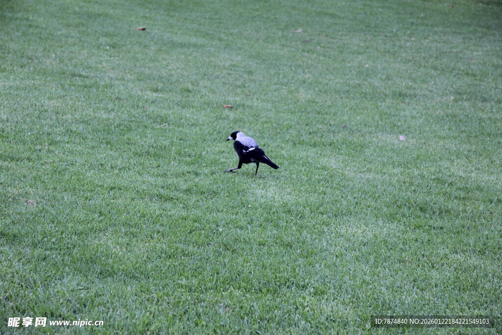 草地上独自行走的鸟儿