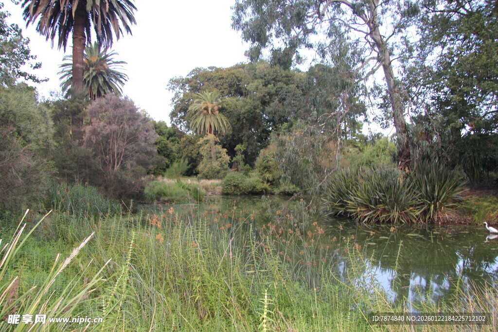 宁静溪边的自然植被景观