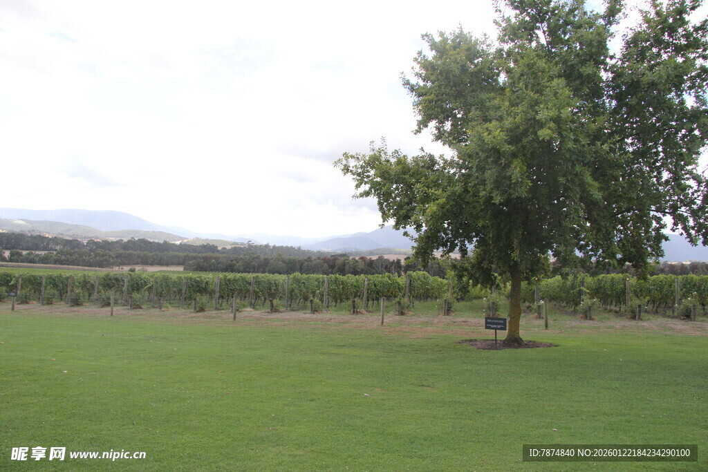 绿意盎然的户外田园风光