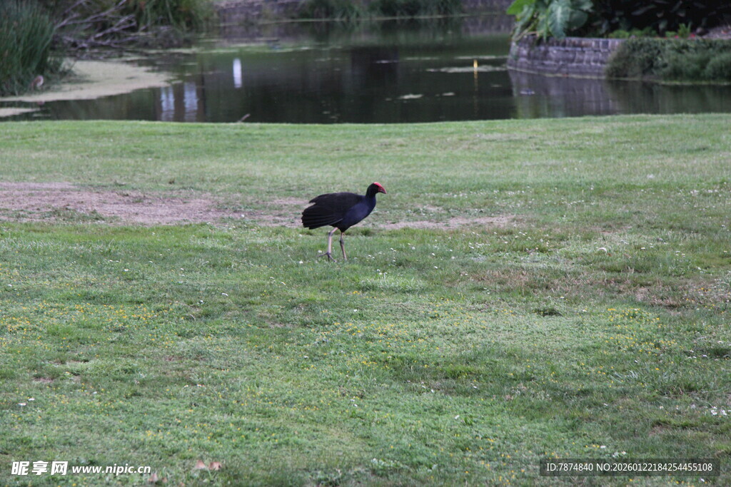 草地上独行的黑鸟