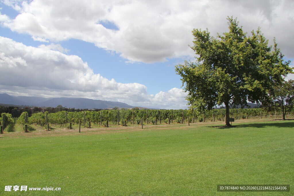 绿野孤树 田园风光美景