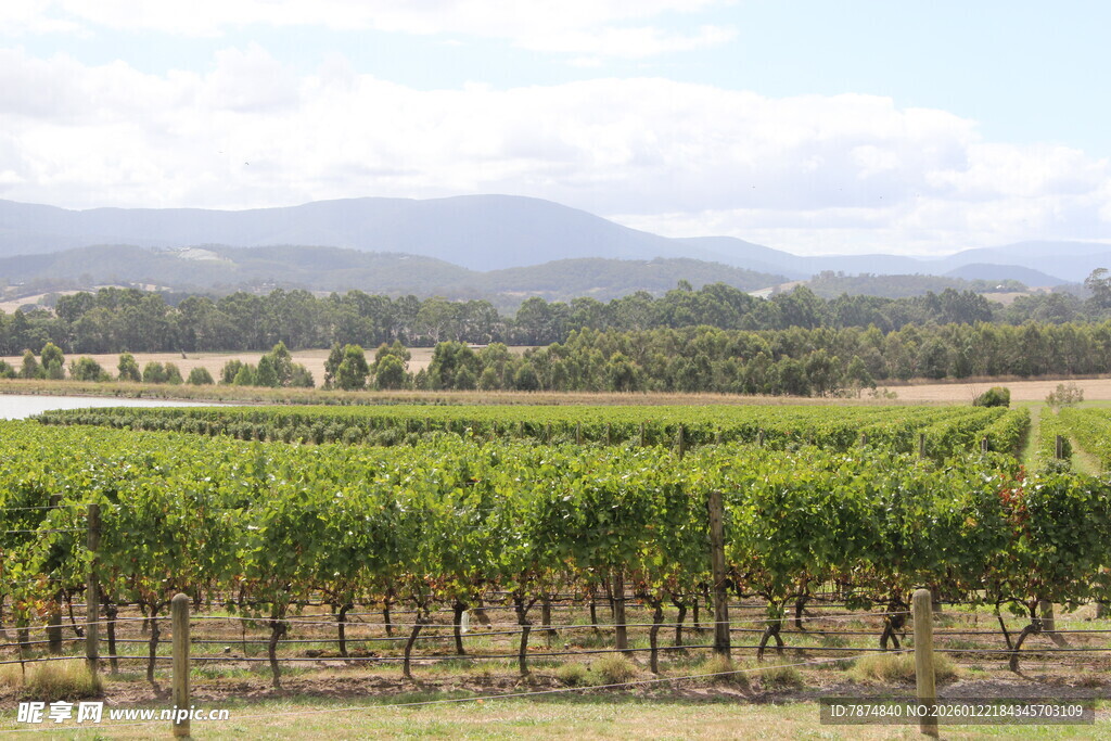 田园风光中的葡萄种植园