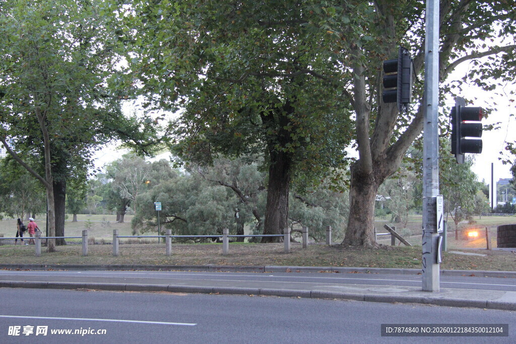 城市街道旁的绿树与交通灯